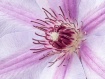 Clematis