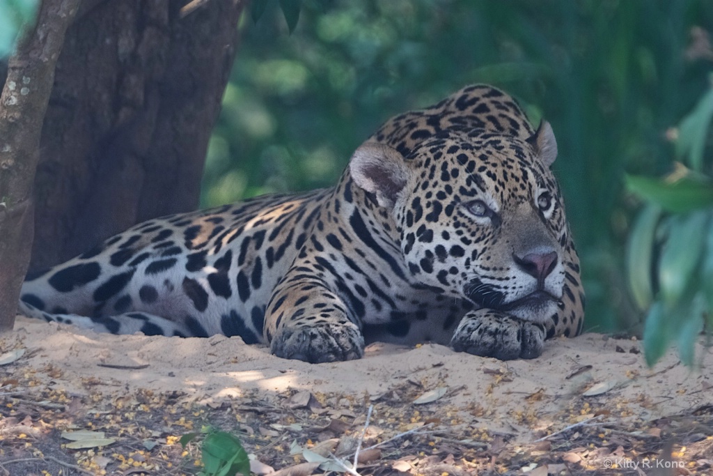 Dreamy Jaguar