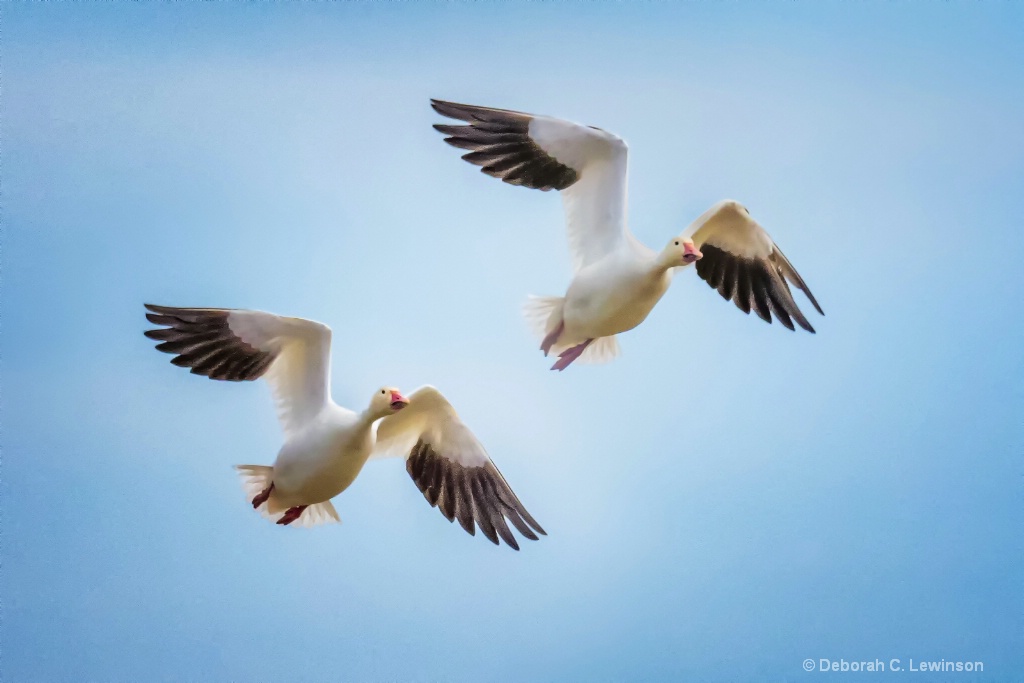 Snow Geese in Sync