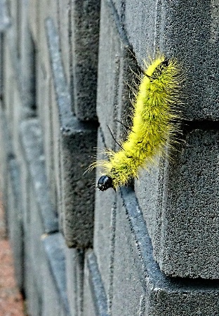 Rock Climber Caterpillar