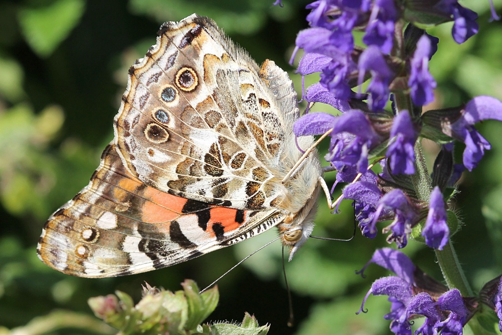 Painted Lady 5