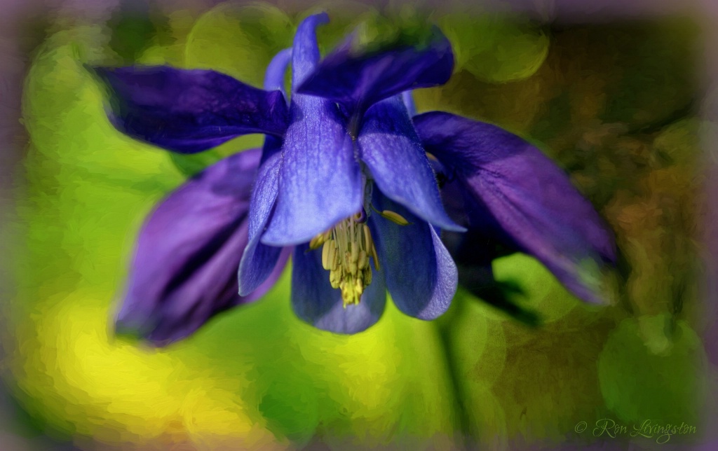 Columbine 