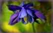Columbine 