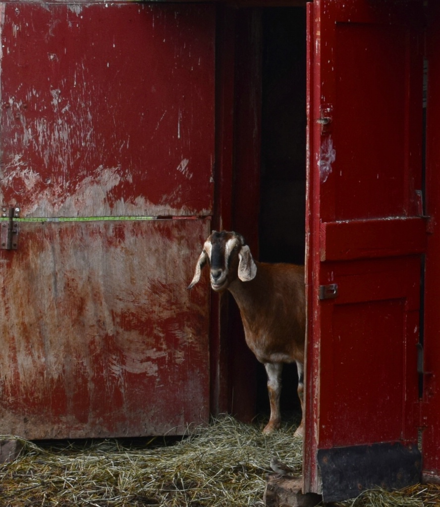 Skittish Farm Pet