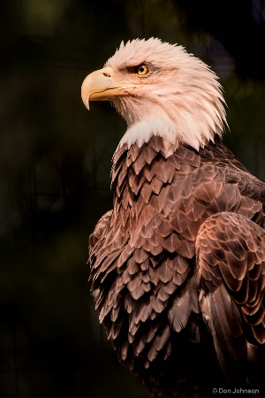 USA Eagle