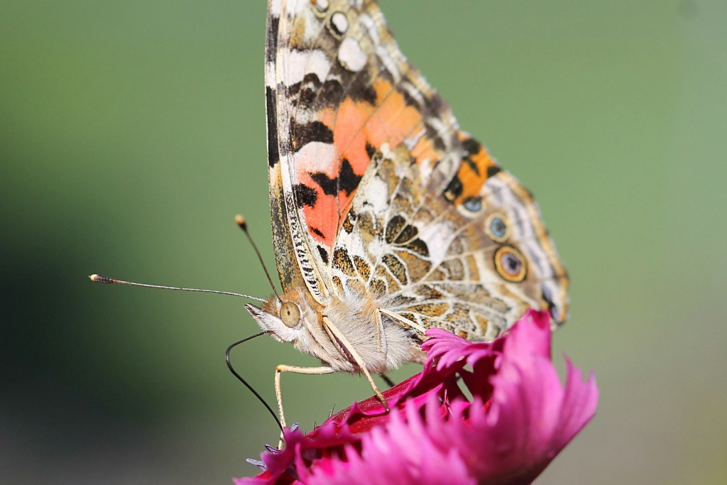 Painted Lady 6