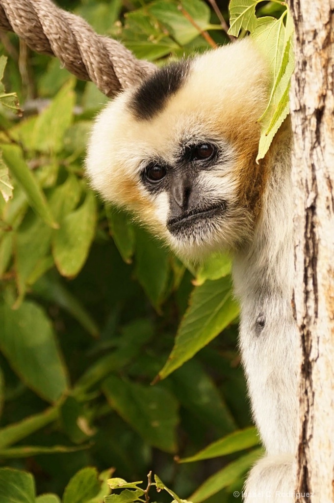 Gibbon Glances (C)
