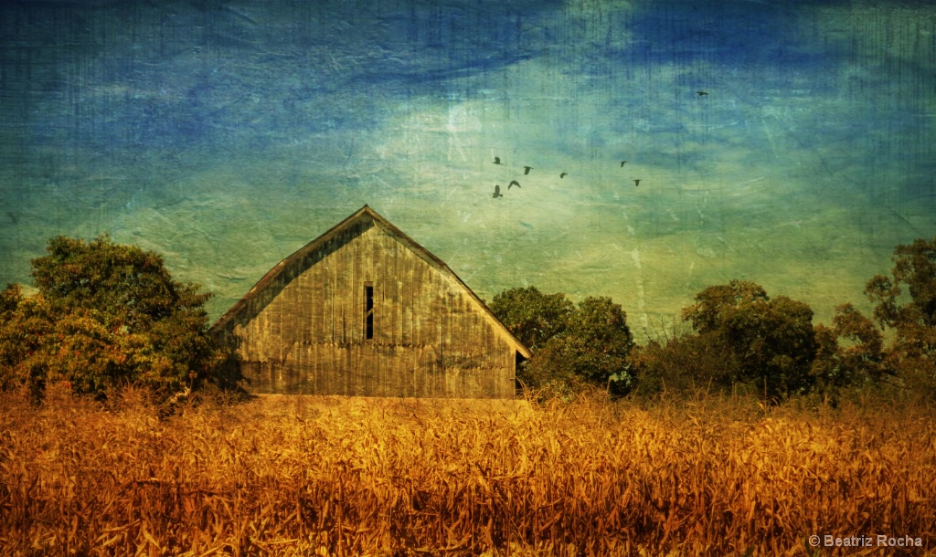 Barn in Cornfield 