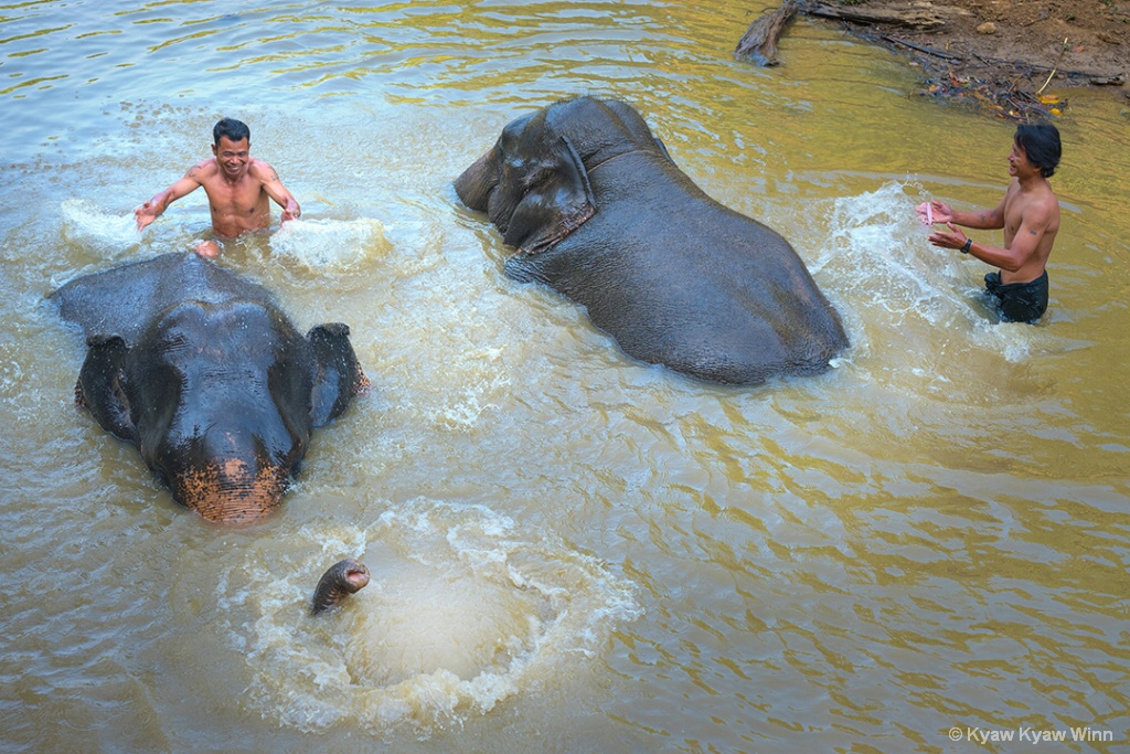 Human and Elephants