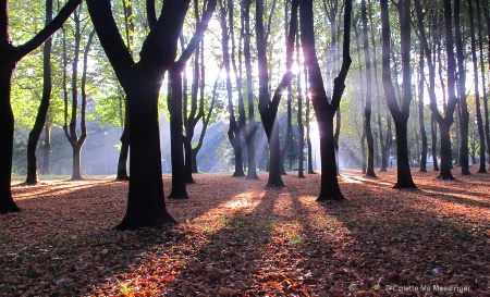 SUNRISE THROUGH THE TREES 17.JPG