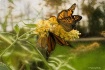 A Butterfly Feast