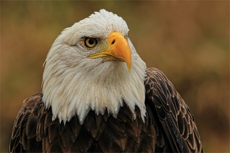 Eagle Look
