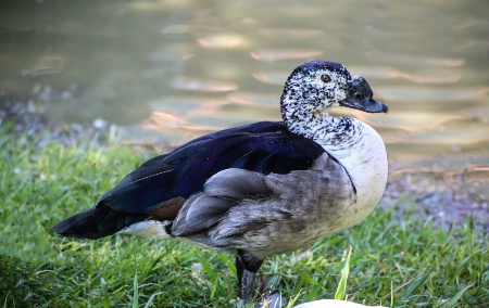 Knob-billed duck 