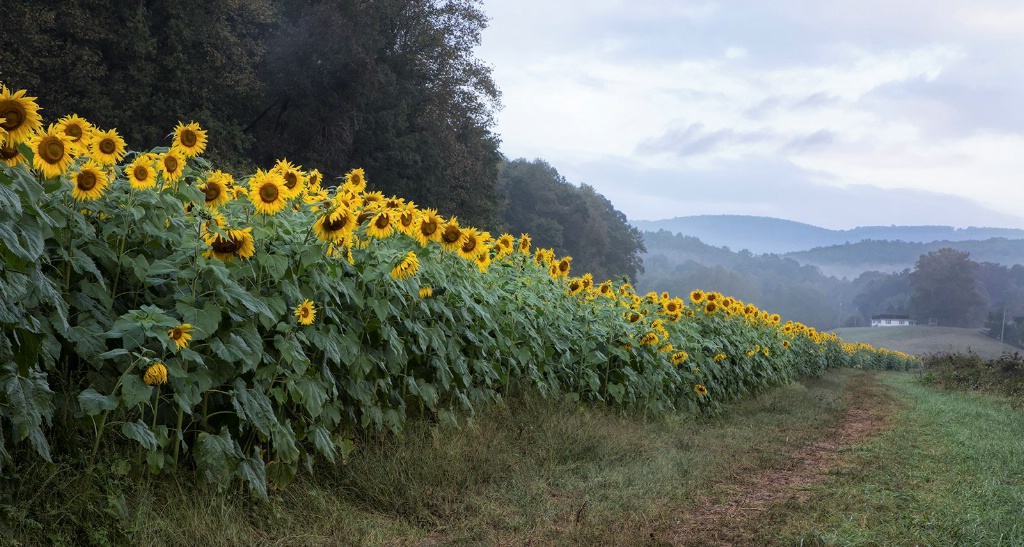 Beautiful Morning at the Sunshine Farm