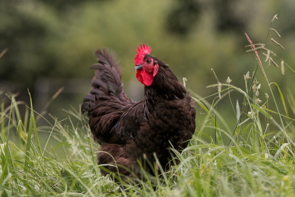 A Rooster Pose