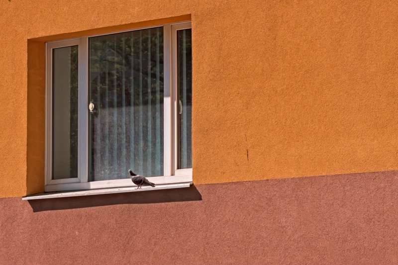 Pigeon On The Window