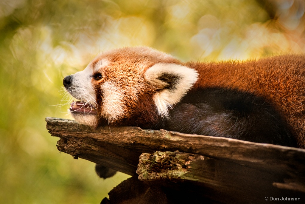 Profile of a Red Panda 9-16-17 316