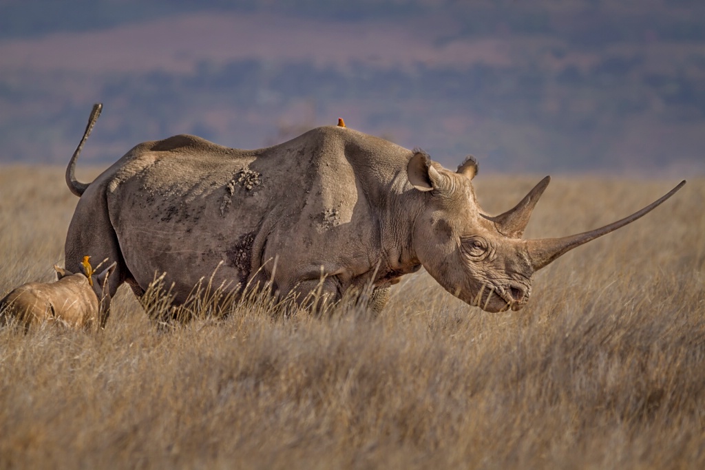Rhino Long Horn  6016