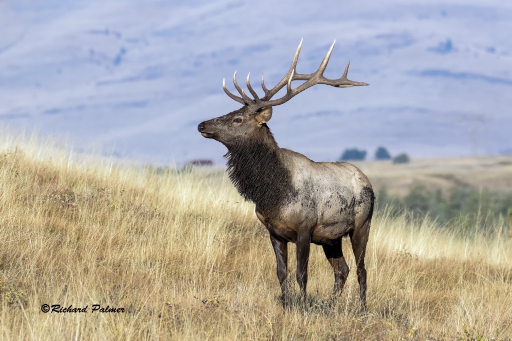 Elk 5779