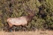 Elk 5866