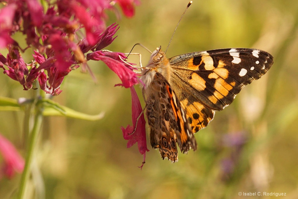 Oh Painted Lady