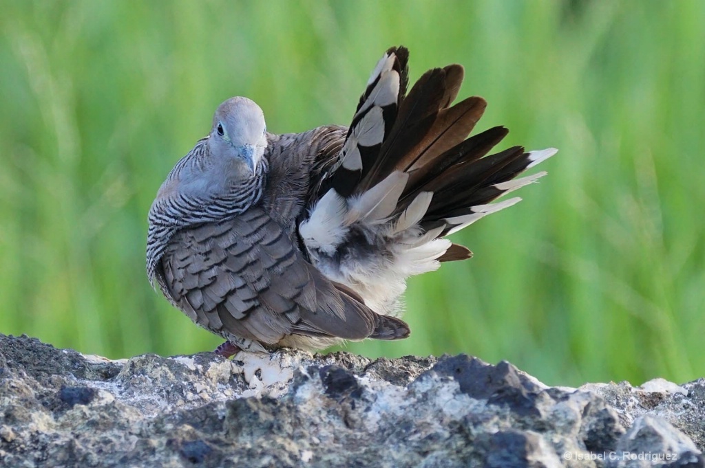 Zebra Dove Display