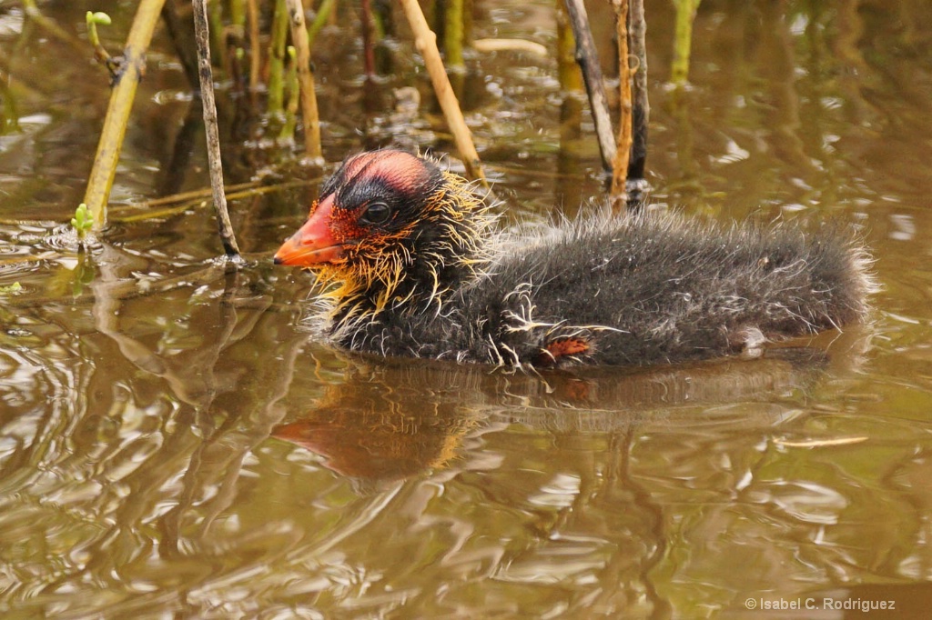 Maui Moorhen Chick