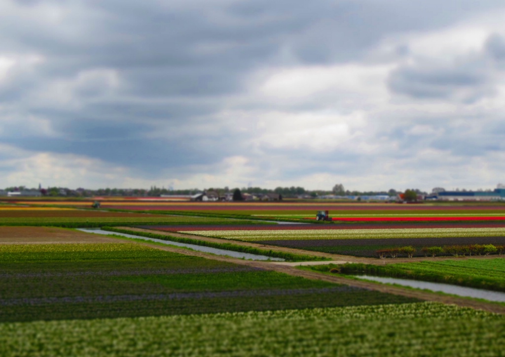 Tulip Farms near Amsterdam