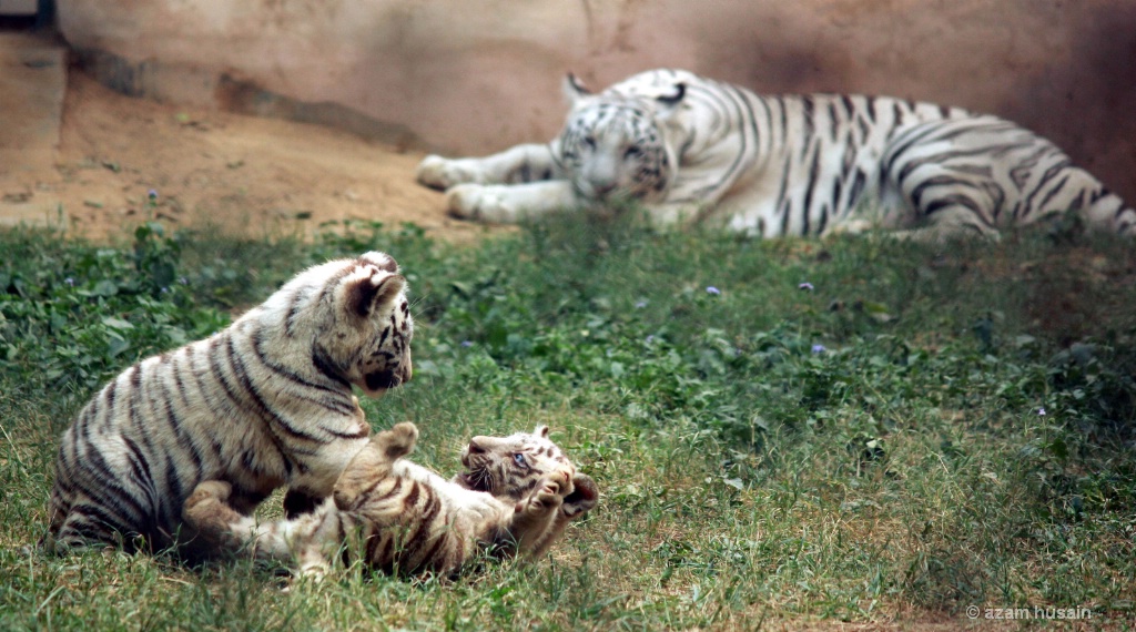 Tiger Cubs playing