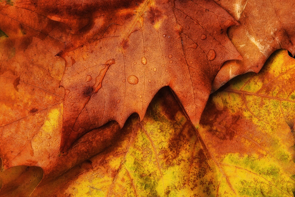 Autumn Leaves