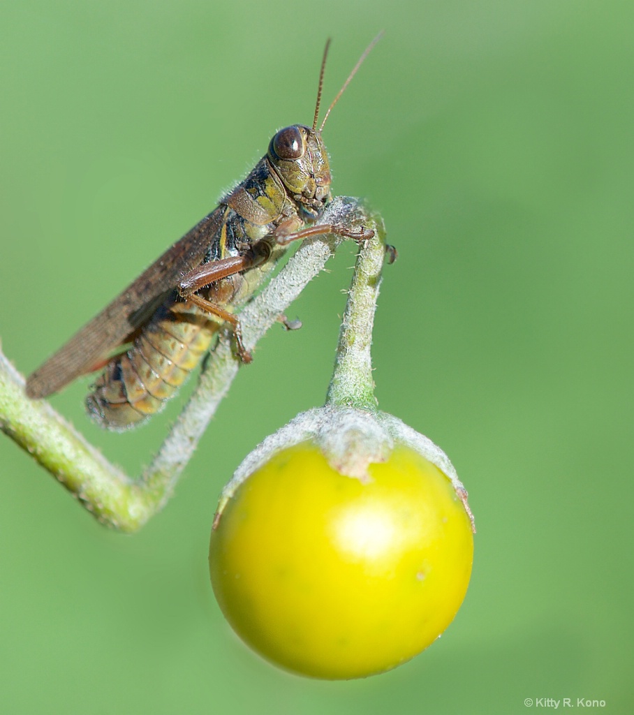 The Grasshopper and the Berry - ID: 15470297 © Kitty R. Kono