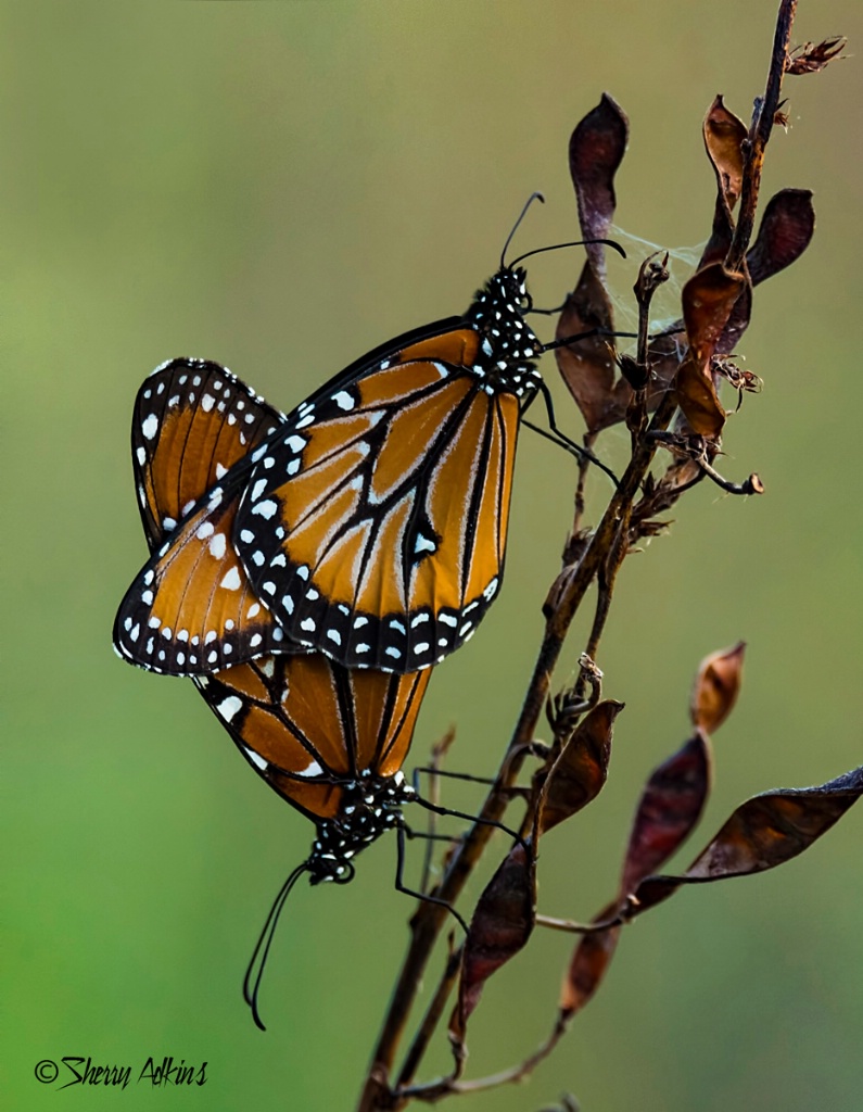 Butterflies - ID: 15470533 © Sherry Karr Adkins
