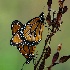 2Butterflies - ID: 15470533 © Sherry Karr Adkins