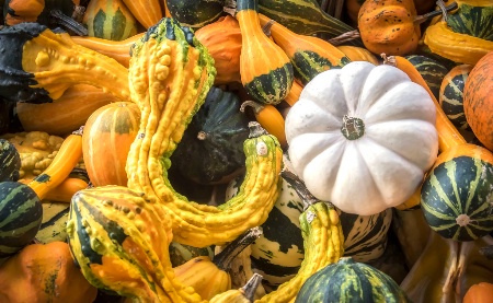 Gourds and a Mini