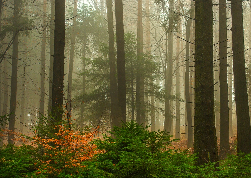 Foggy Forest