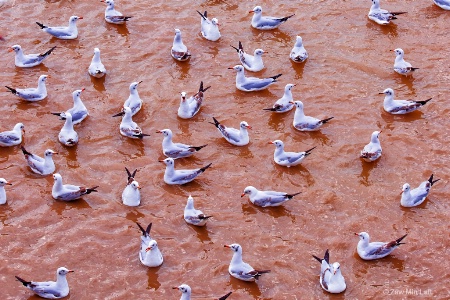Many Seagulls...