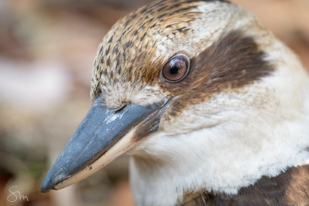Kookaburra - ID: 15471502 © Sibylle G. Mattern