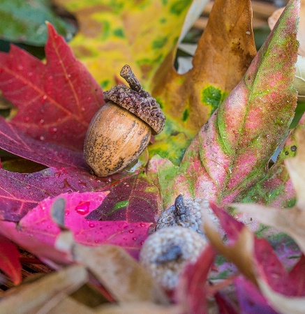 Colors of Fall