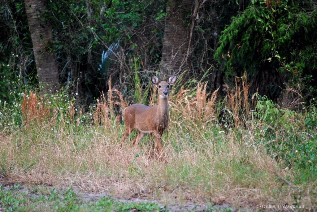 Doe at a Distance