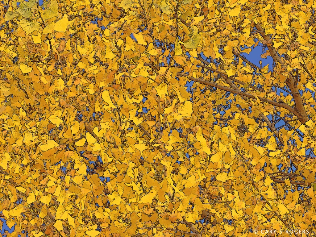 Cottonwood Leaves in Autumn