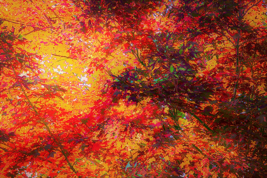 Treetop Maple Abstract