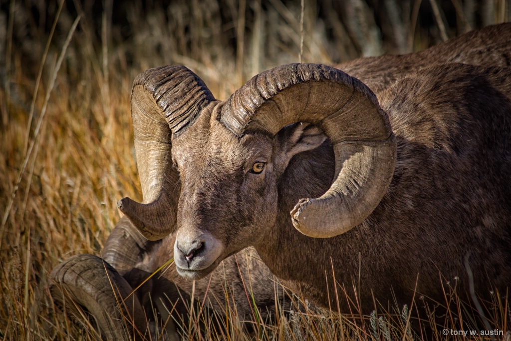 Big Horn Sheep