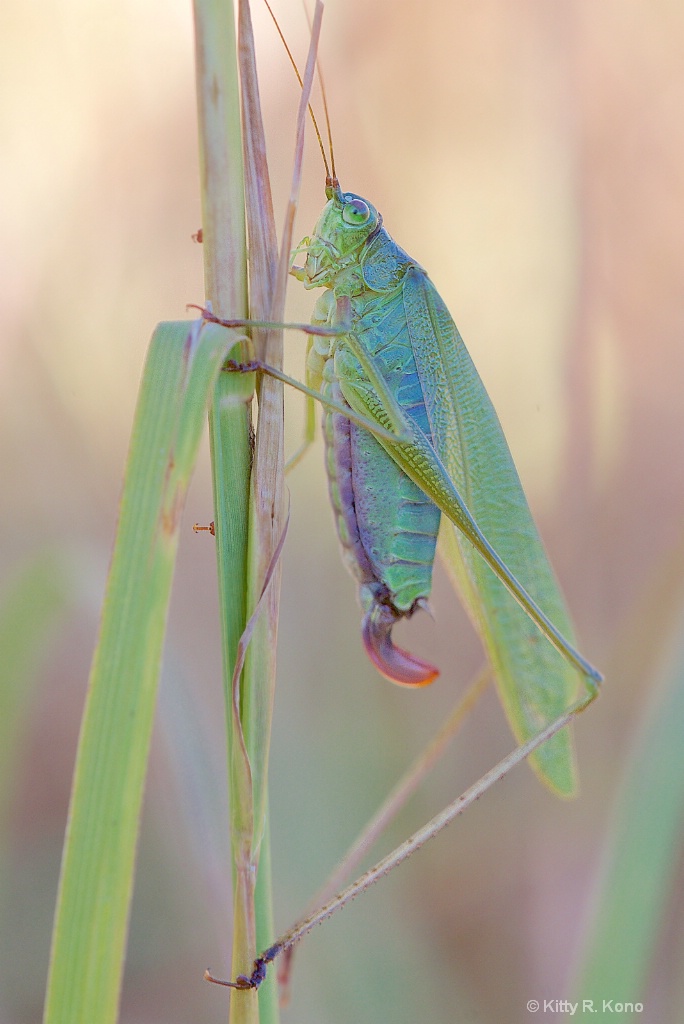 Female Katydid in all Her Glory in Valley Forge