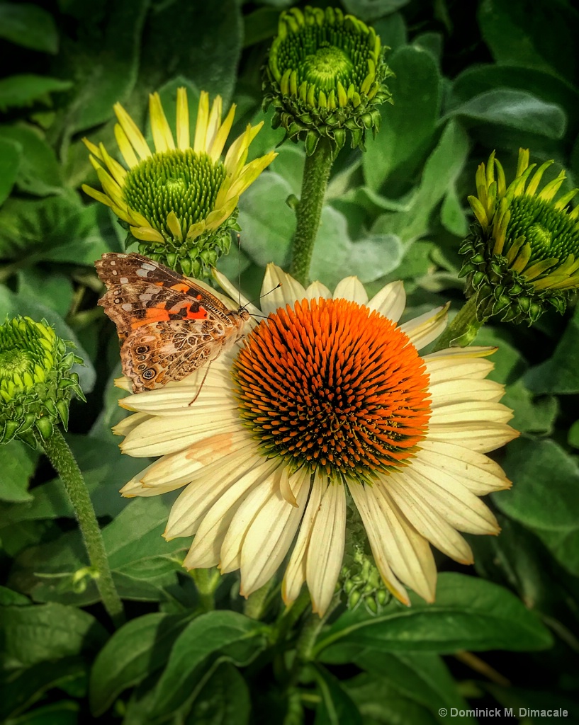 ~ ~ CONE FLOWER VISITOR ~ ~