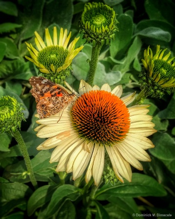 ~ ~ CONE FLOWER VISITOR ~ ~