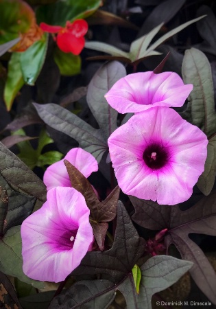 ~ ~ SWEET POTATO BLOOMS ~ ~ 