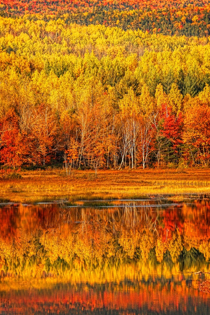 Autumn Reflections