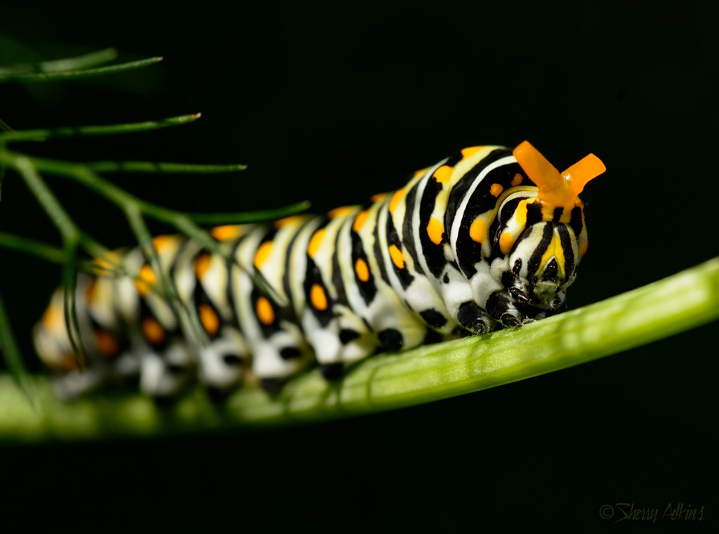 Black swallowtail caterpillar. - ID: 15472084 © Sherry Karr Adkins