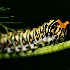 2Black swallowtail caterpillar. - ID: 15472084 © Sherry Karr Adkins