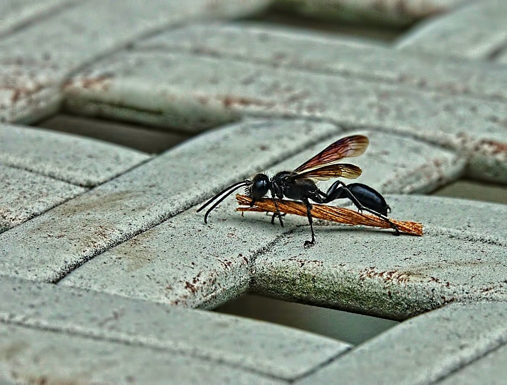 Wasp With Twisted Licorice?